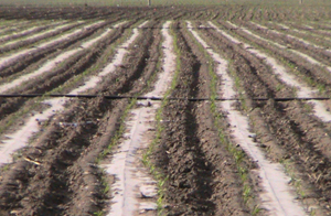 彰武縣節(jié)水增糧項(xiàng)目